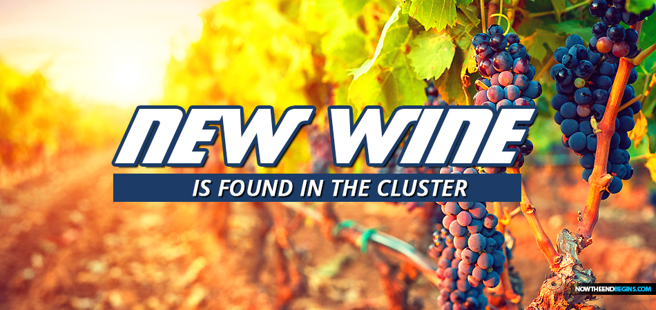 new-wine-found-in-cluster-fruit-of-vine-jesus-wedding-feast-miracle-marriage-cana-galilee